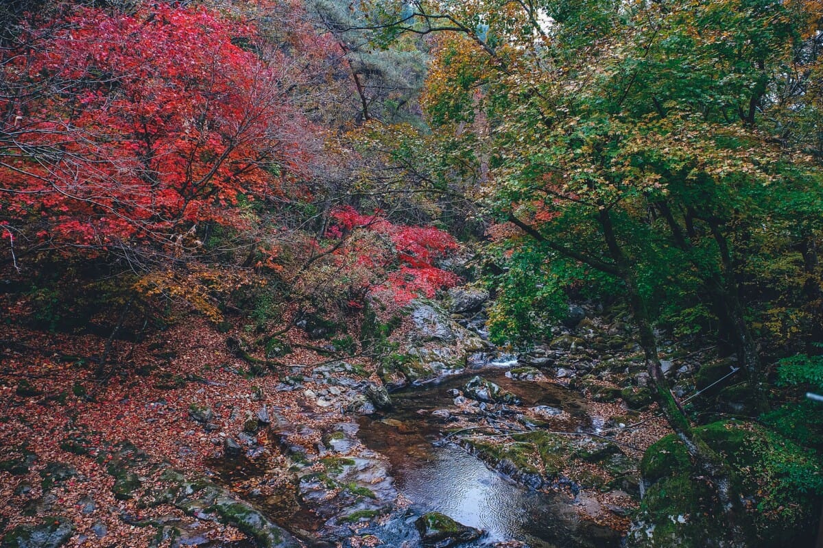 단풍이 물든 가을 산의 개울과 붉은 단풍나무