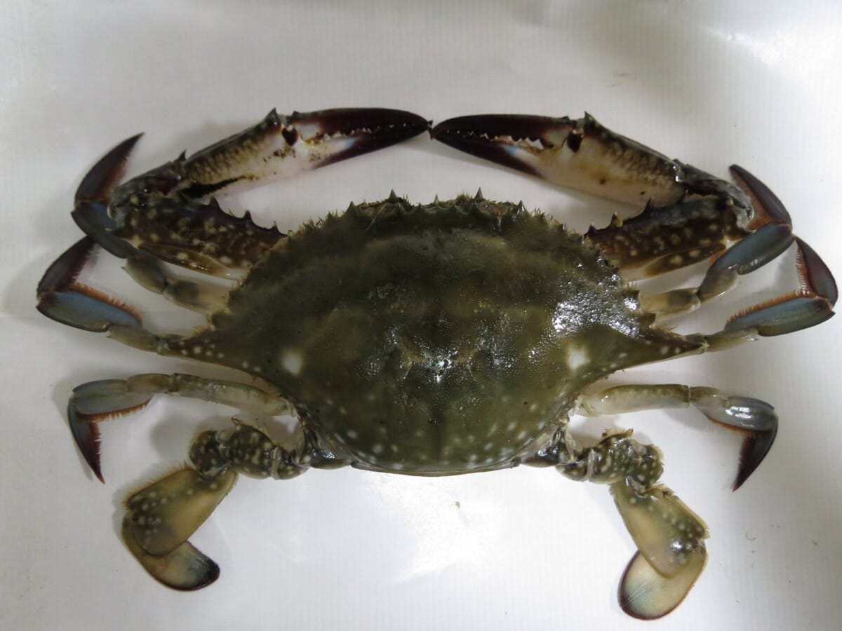 두흉갑장과 배딱지 모양을 확인할 수 있는 꽃게 한 마리