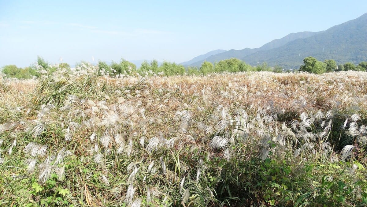산자락을 배경으로 펼쳐진 억새밭과 가을 하늘