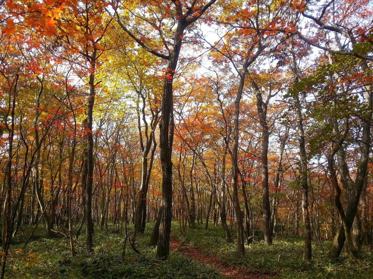 제주 가을 여행의 상징인 한라산 둘레길 단풍 숲