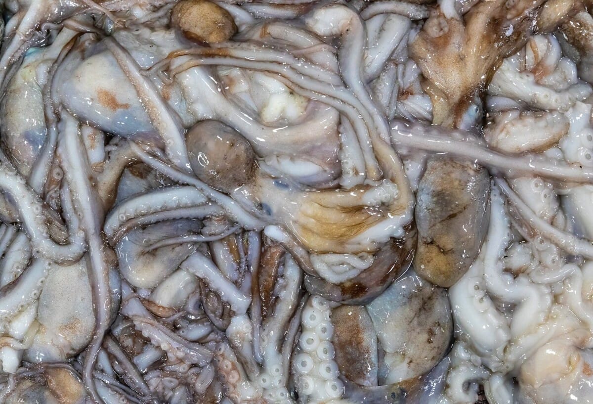수산시장 좌판에 놓인 낙지 — 목포 9미 가운데 세발낙지를 설명하는 이미지