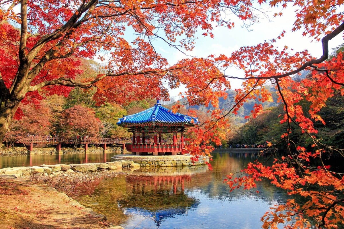 2026 여행가는 가을 캠페인 기간과 겹치는 내장산 단풍 절정기 풍경