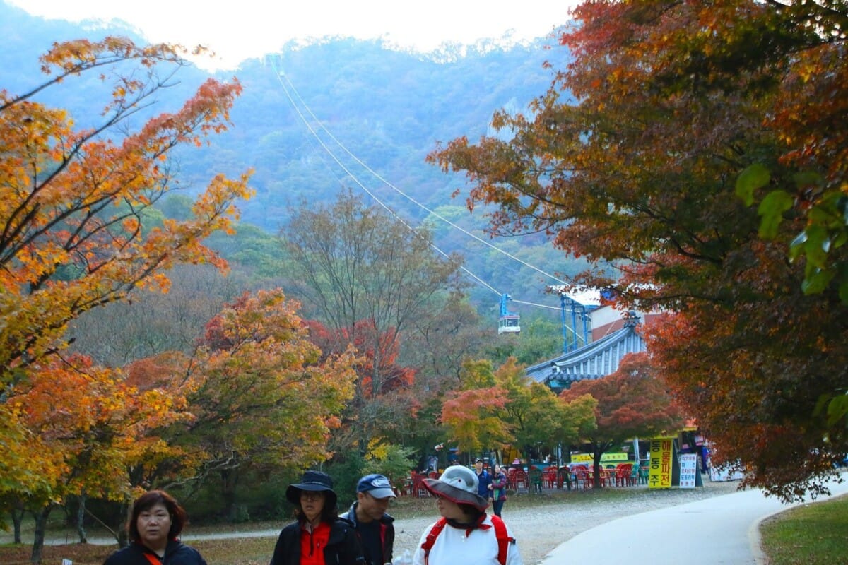 단풍 절정기 내장산국립공원 탐방로와 케이블카, 방문객 모습