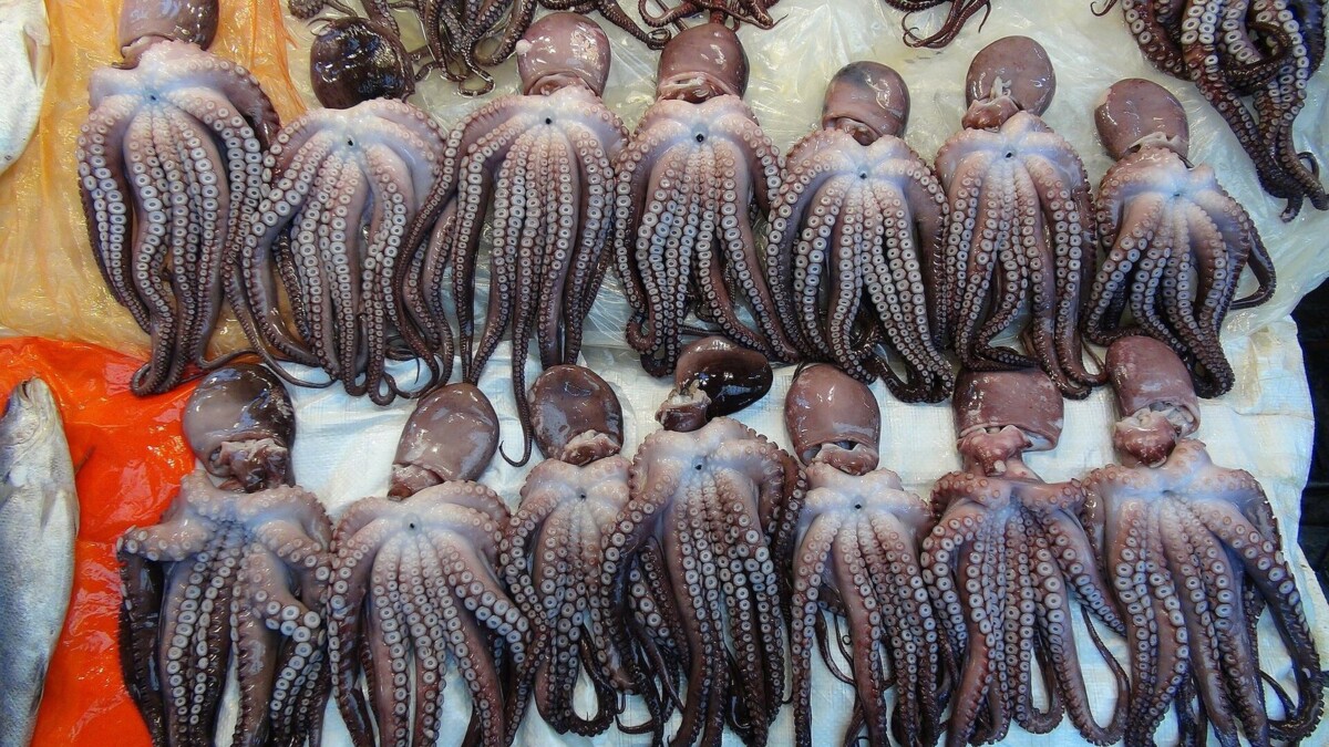 전통시장에 진열된 세발낙지(Octopus minor)